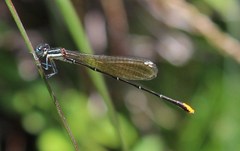 Allocnemis leucosticta