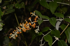 Buddleja madagascariensis