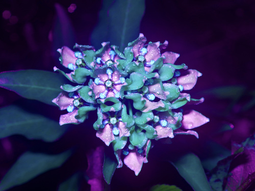 Asclepias viridis