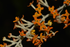 Buddleja madagascariensis