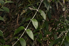 Buddleja madagascariensis