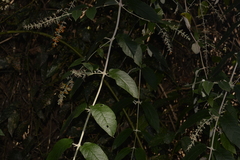 Buddleja madagascariensis