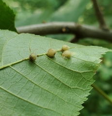 Caryomyia ansericollum