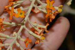 Buddleja madagascariensis