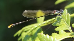 Allocnemis leucosticta