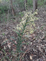 Acacia alata