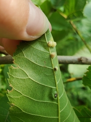 Caryomyia ansericollum