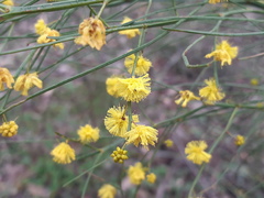 Acacia extensa