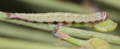 Ypsolopha