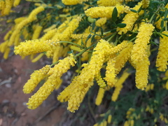 Acacia drummondii