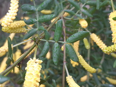 Acacia drummondii