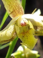 Eulophia coddii
