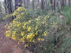 Acacia drummondii