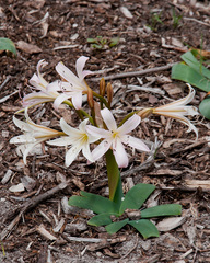 Ammocharis longifolia