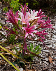 Ammocharis longifolia