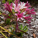 Ammocharis longifolia - Photo (c) magriet b, algunos derechos reservados (CC BY-SA), subido por magriet b