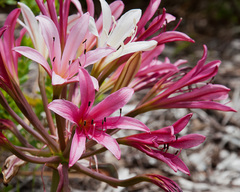 Ammocharis longifolia
