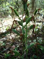 Bonatea polypodantha