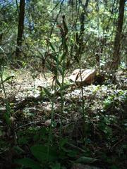 Bonatea polypodantha