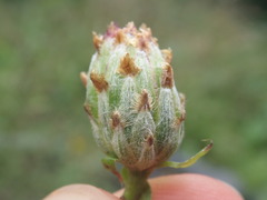 Centaurea jacea jacea
