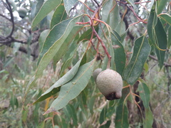 Corymbia calophylla