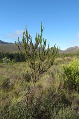 Aspalathus sceptrum-aureum