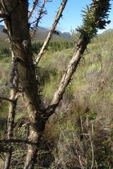 Aspalathus sceptrum-aureum