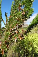 Aspalathus sceptrum-aureum