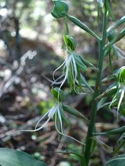 Bonatea saundersioides