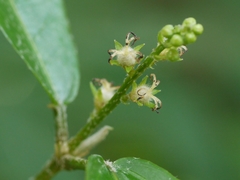 Croton zeylanicus