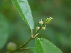 Croton zeylanicus