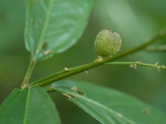 Croton zeylanicus