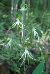 Bonatea saundersioides