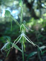 Bonatea saundersioides