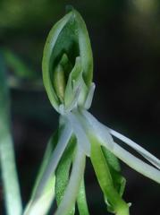 Bonatea saundersioides