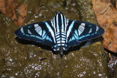 Jemadia gnetus