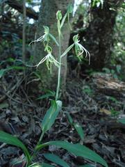 Bonatea saundersioides