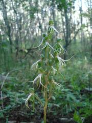 Bonatea saundersioides