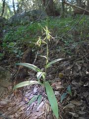 Bonatea saundersioides