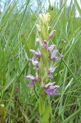 Brachycorythis tenuior