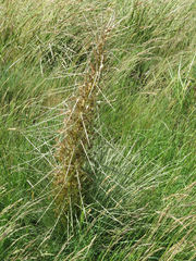 Aciphylla subflabellata
