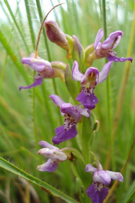 Brachycorythis tenuior