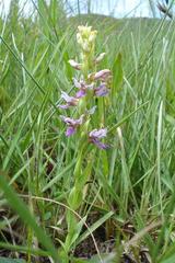 Brachycorythis tenuior