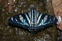 Jemadia gnetus