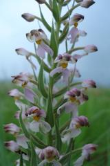 Brachycorythis pubescens