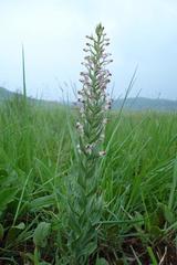 Brachycorythis pubescens