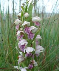 Brachycorythis conica transvaalensis