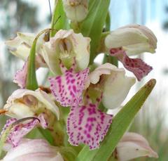 Brachycorythis conica transvaalensis