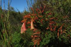 Erica curviflora curviflora