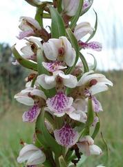 Brachycorythis conica transvaalensis